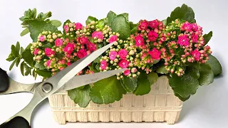 Don't be afraid of it! How to renew a Kalanchoe for new blooms