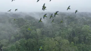 Drone footage of parrots and macaws in flight over the Amazon rainforest