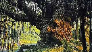 16 самых древних деревьев на Земле