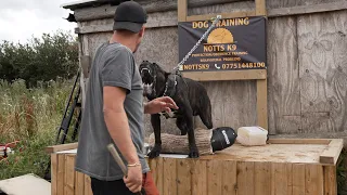 Cane Corso Protection & Obedience