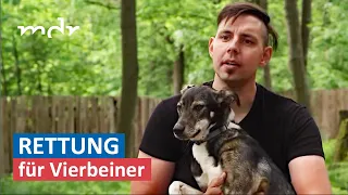 Evakuierung von ukrainischen Hunden | MDR um 4 | MDR