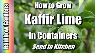 How to Grow Kaffir / Makrut / Meyer Lemon  & Citrus Trees in Containers, Seed to Kitchen!