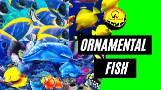 Ornmental Fish in the World 2021