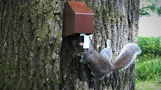 A18 Grey Squirrel Trap in Action   -  Apr/May 2020