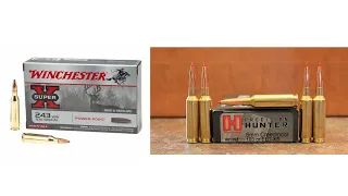 243 Winchester vs 6mm Creedmoor