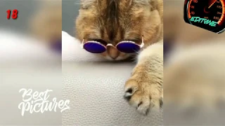 🔥🐱Combo vine #6💜❤️(треки в описании)