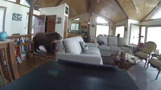 Bear Breaks in Cabin * Knocks Down Door * Incredible Bear Footage