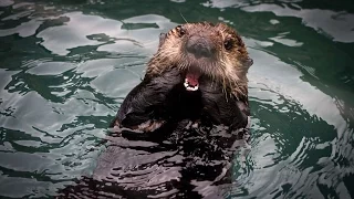 Coastal Voices:  Navigating the Return of Sea Otters