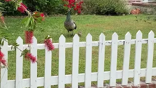 Peacock Tries to Woo Peahen with a Peachick