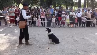 4 Border Collie Dogs VS  a Flock  Of Ducks