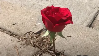 The Rose That Grew From The Concrete.