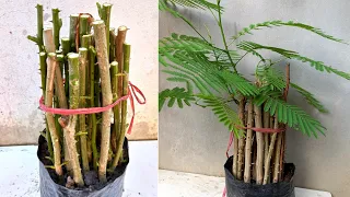 How to grow Clambing Wattle from cutting#100% Grow fast, Simple Work at home - my agriculture
