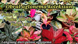 Obral aglonema koleksian dan paket aglonema murah