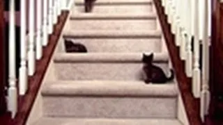 Baby Kittens Face Staircase | Too Cute