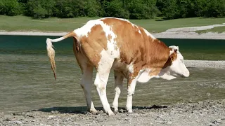 Kühe trinken am See (und pinkeln und kacken / koten)