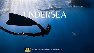 Undersea - 4K Scenic Relaxation Nature Tour