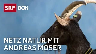 Ziegen – Die Geschichte des Meckerns | NETZ NATUR mit Andreas Moser | DOK | SRF