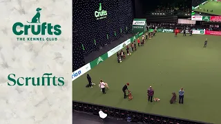 Scruffts Semi-Final | Crufts 2024