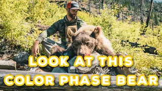 Backcountry Bear Hunting - BLONDE BEAR DOWN!