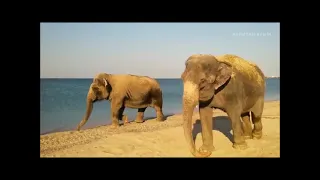 Тайган. Слоны. Долгая дорога в дюнах