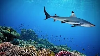 Das Unterwasser Universum Die Welt Ozeanforschung (Doku Hörspiel)