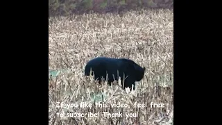 Wildlife: BIG Black Bear eating in North Carolina! #bear #shorts