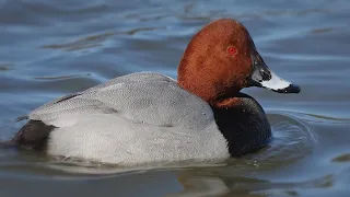 Красноголовые нырки прилетели на Большое озеро.  Red-headed Pochards have arrived at Big Lake.