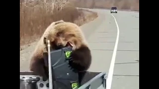 Медведь-воришка