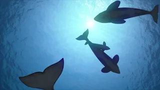 (1 HOUR ) OF LISTENING TO ORCA SOUNDS OF COMMUNICATION UNDERWATER - SOOTHING -RELAXING - ECHO