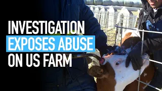 Undercover Investigation into US Calf Ranch Supplier of Bel Brands