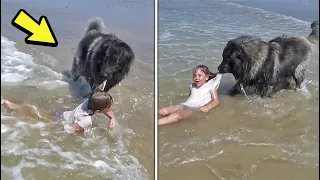 This Brave Dog Risked His Own Life To Save This Little Girl..