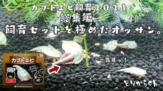 【カブトエビ飼育2021】孵化から繁殖まで一気見ッ！・・かぶとえび飼育2021総集編、孵化から飼育、繁殖のコツが満載です。