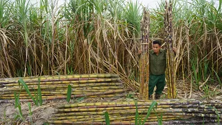 Make a modern kitchen to cook, continue to harvest sweet cane to bring to the market,gardening EP 40