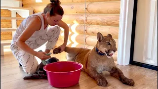 In the early morning, we went to visit Messi! Dirty cougar Messi refused to wash his paws.