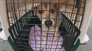 Animals displaced by Hurricane Ian being flown out of Florida