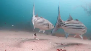 Stunning Underwater Footage of Chumming for Stripers With Mackerel