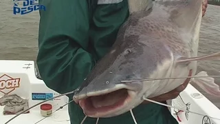 Gran pesca en Esquina - Dorados, surubies y pati gigante