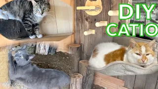 I Built the ULTIMATE Outdoor CATIO for my BARN CATS