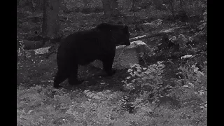 Охота на медведя с лабаза. #ОХОТА #МЕДВЕДЬ #ЛАБАЗ