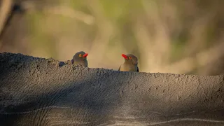 VAMPIRE BIRDS on a Buffalo