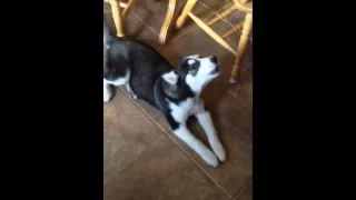 Singing Siberian Husky