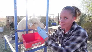 What is this LUMP on MY GOAT'S FACE?