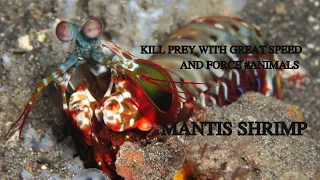 Mantis shrimp | kill prey with great speed and force #facts  #facts #animals