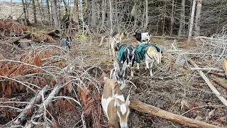 Easter weekend  shed hunting