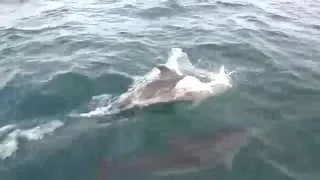 Happy Dolphin Boat Chase