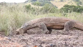 Komodo Dragon Cruelly Swallowed Monkey Alive (Best Predatory Swallows Of Komodo Dragon)