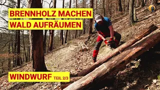 Brennholz Machen Teil 2 - Wald aufräumen mit Husqvarna 550XP markII & MiniDumper GeoPorter 530E