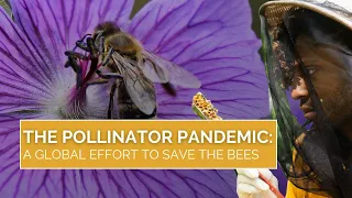 The Pollinator Pandemic