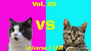 Really Funny Animal Videos That Make You Laugh Really Hard! Cats Volume 25