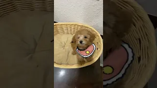 Cute max teacup poodle puppy